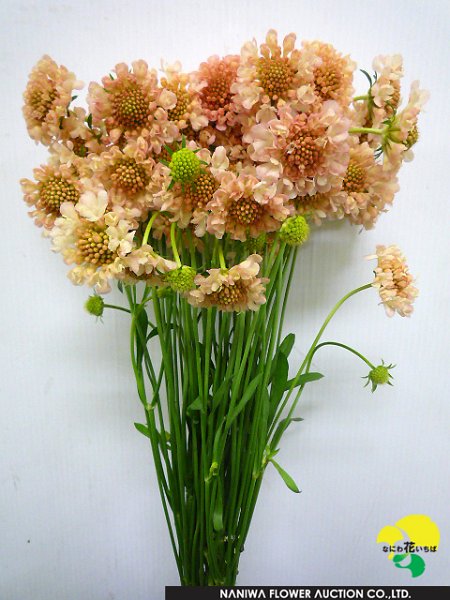 Scabiosa japonica Apricot.jpg